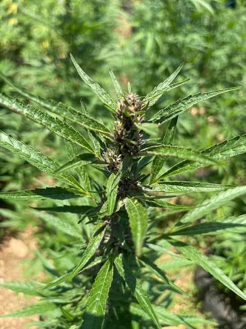 Montego Bay: Marijuana Farm Private Tour with Transportation - The Sum Up