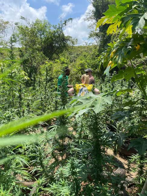 Montego Bay: Marijuana Farm Private Tour with Transportation - The Overall Experience and Value