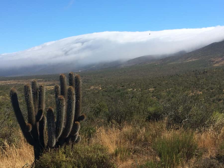 "Fray Jorge ice-age relict forest" Starlight UNESCO Reserve - The Experience in Detail: What to Expect on This Day Trip