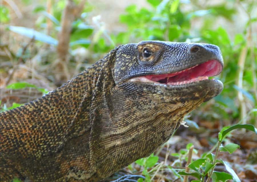 Labuan Bajo: One Day Tour to Explore Komodo National Park - Returning to Labuan Bajo