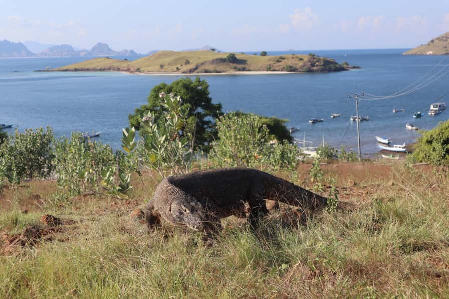Labuan Bajo: One Day Tour to Explore Komodo National Park - Komodo Island: The Dragon’s Domain