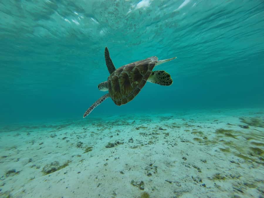 Labuan Bajo: One Day Tour to Explore Komodo National Park - What We Love About This Tour
