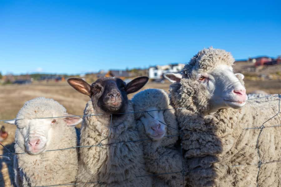 Lake Tekapo High Country Farm Tour (Carbon Positive) - Who Should Consider This Tour?