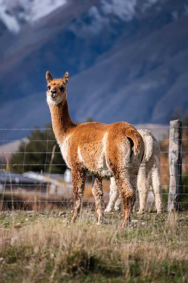 Lake Tekapo High Country Farm Tour (Carbon Positive) - Final Thoughts: Is It Worth It?