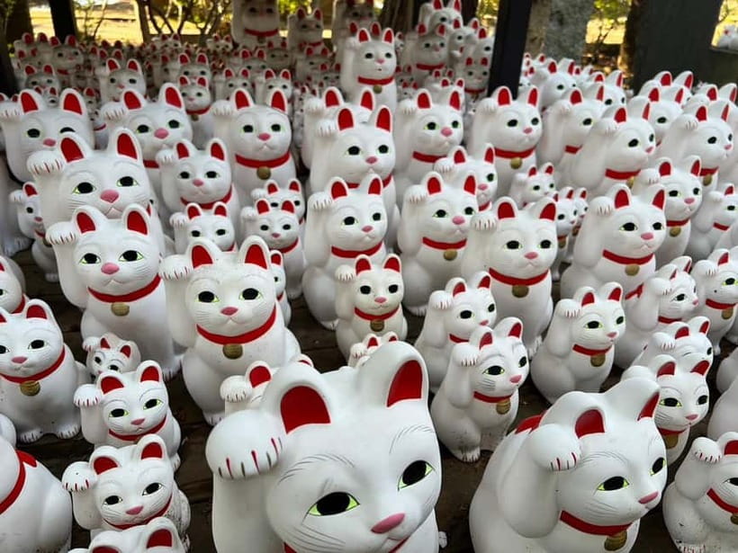 Tokyo:An Unique temple Walking Tour for cat lovers - The Practicalities: What’s Included and How It Works