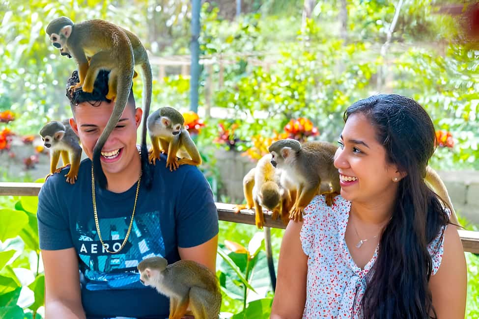 Monkeys and Snorkel Adventure in Sosúa, Puerto Plata - The Sum Up