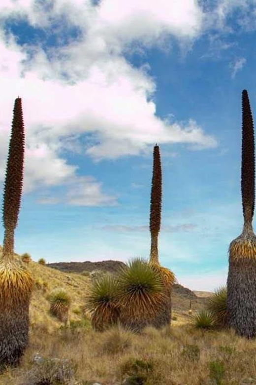 Huaraz: Nevado Pastoruri + Puyas Raymondi Forest - The Sum Up: Is It Worth It?