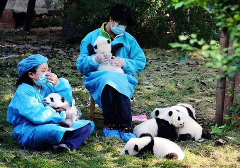 Chengdu: Panda Research Base Ticket or Volunteer Day Trip - Cultural Highlights: Panda Musical and Light Exhibition