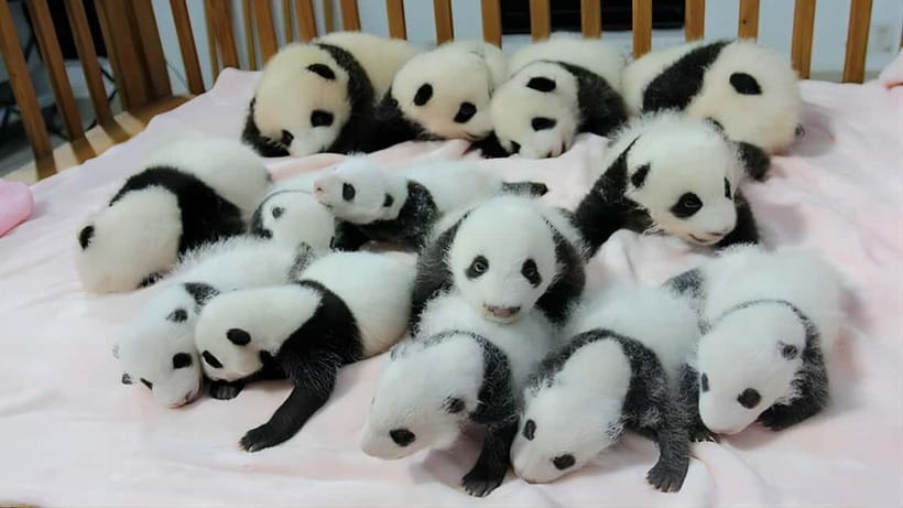 Chengdu: Panda Research Base Ticket or Volunteer Day Trip - Practical Details and Tips