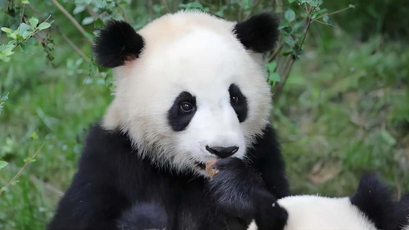 Chengdu: Panda Research Base Ticket or Volunteer Day Trip - The Panda Musical and Panda Planet Light Exhibition