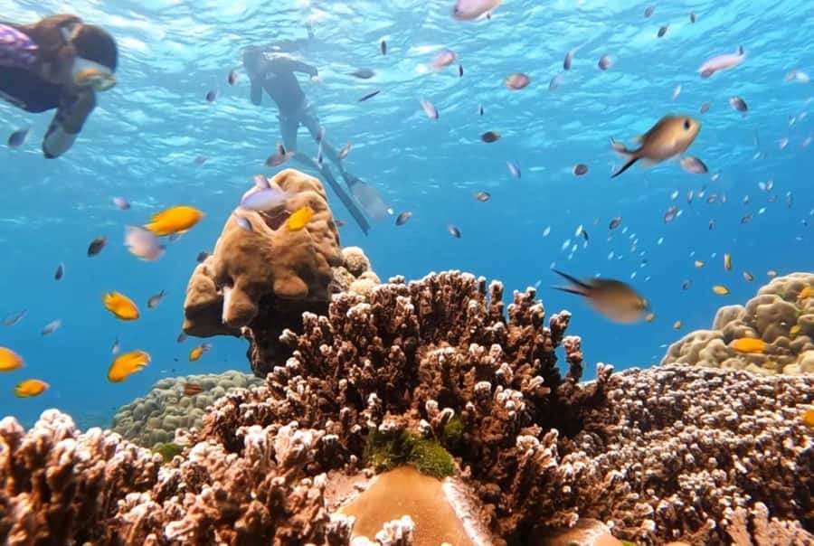 From Khao Lak & Phuket: Similan Islands Snorkeling Day Trip - Final Thoughts