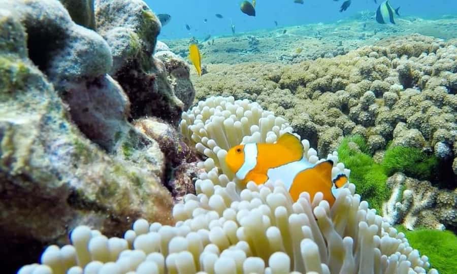 From Khao Lak & Phuket: Similan Islands Snorkeling Day Trip - Who Would Love This Tour?