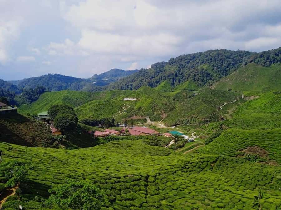 From Kuala Lumpur: Cameron Highlands Private or Join In Tour - The Journey Begins: What to Expect from the Tour