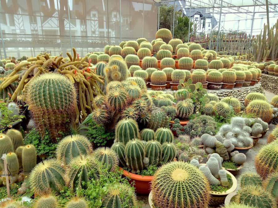 From Kuala Lumpur: Cameron Highlands Private or Join In Tour - Practical Details: Transportation, Timing, and Costs