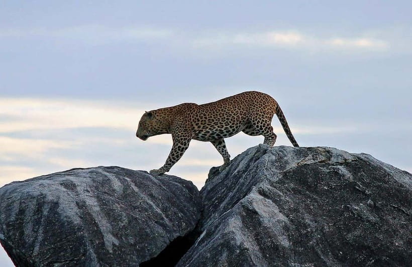 Tangalle/Hiriketiya/Mirissa: Shuttle to Ella and Yala Safari - Why This Experience Offers Great Value