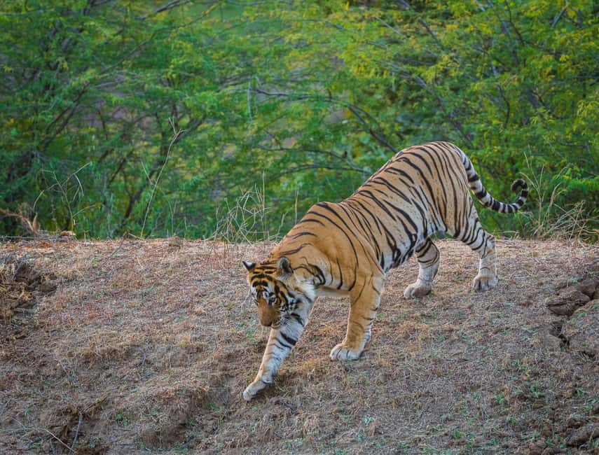 From Jaipur: Same day Ranthambore Tiger Safari Tour - Practical Details & Tips