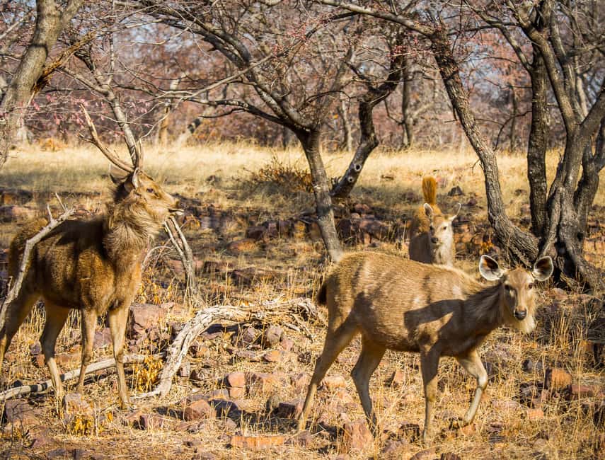 From Jaipur: Same day Ranthambore Tiger Safari Tour - Final Thoughts