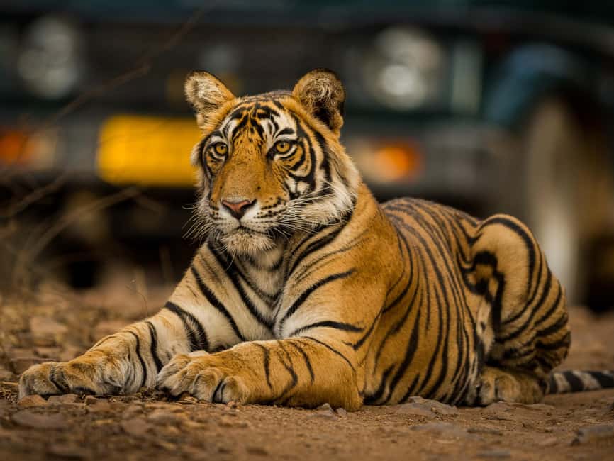 From Jaipur: Same day Ranthambore Tiger Safari Tour - The Experience in Detail