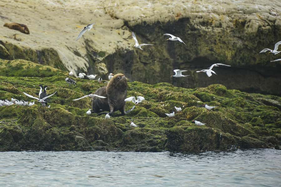 Punta Loma Shore Excursion with City tour - What Sets This Tour Apart?