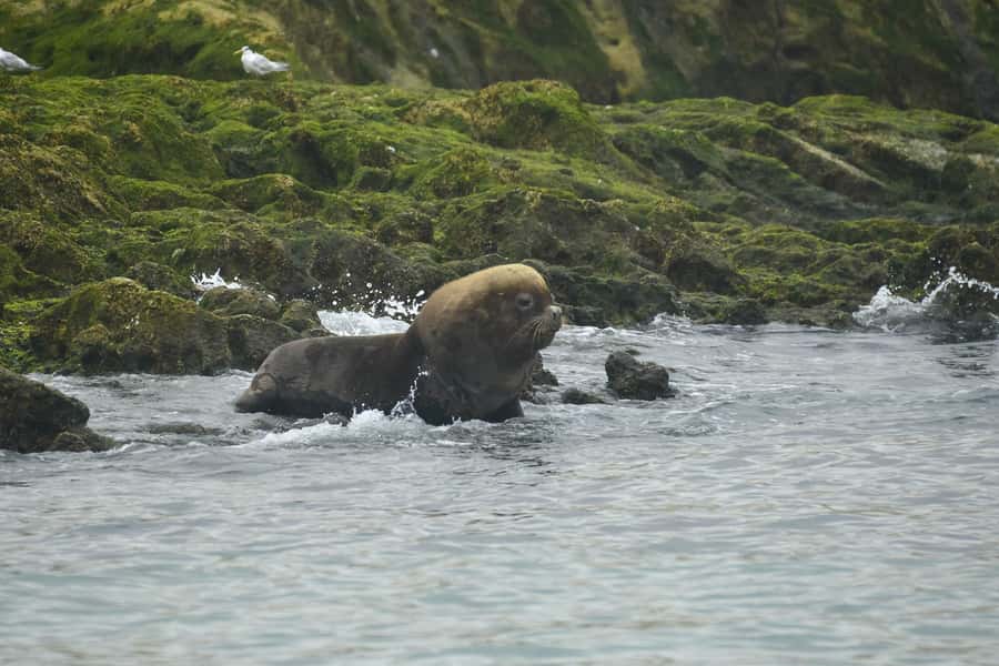 Punta Loma Shore Excursion with City tour - An In-Depth Look at the Punta Loma Shore Excursion