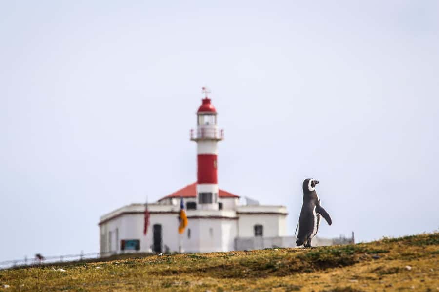 Punta Arenas: Magdalena Island Navigation & Penguin Walk - What’s Included and What’s Not