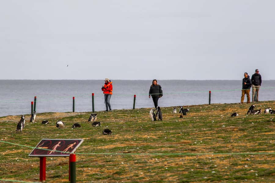 Punta Arenas: Magdalena Island Navigation & Penguin Walk - A Detailed Look at the Magdalena Island Penguin Tour