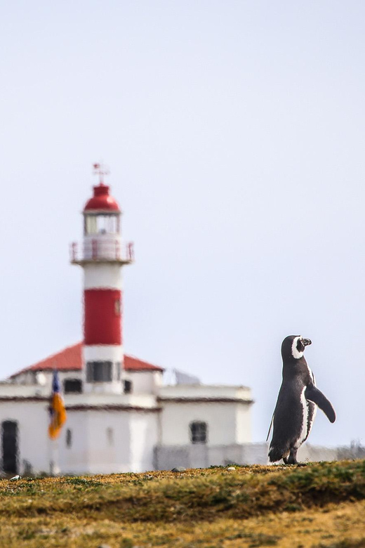Punta Arenas: Magdalena Island Navigation & Penguin Walk - FAQ