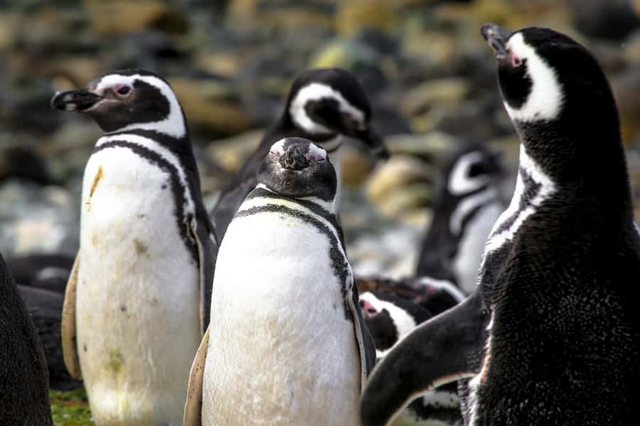 Punta Arenas: Magdalena Island Navigation & Penguin Walk - Authentic Encounters and Practical Tips