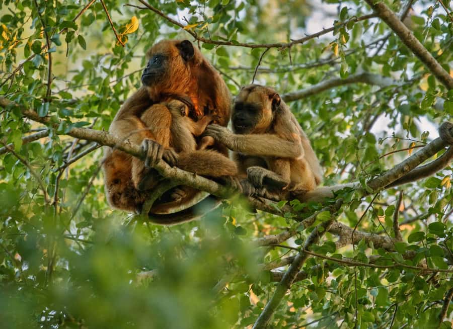 Jungle Tambopata 2D |Monkey Island + Search for alligators| - Final Thoughts: Who Should Consider This Tour?