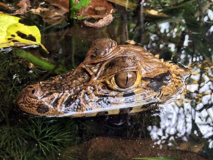 Jungle Tambopata 2D |Monkey Island + Search for alligators| - Key Points