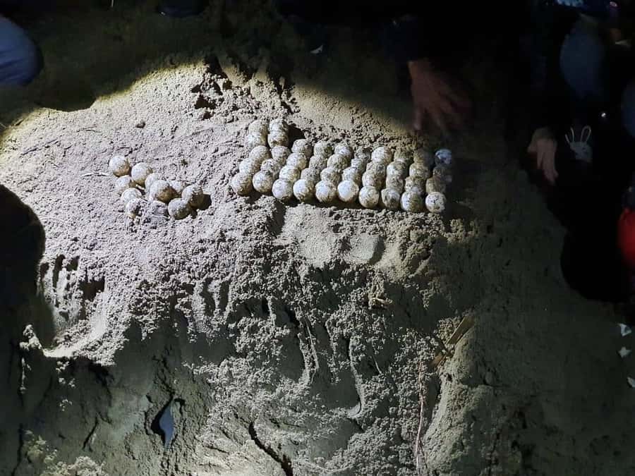 Sukamade Turtle Beach Adventure  Into East Java - Key Points