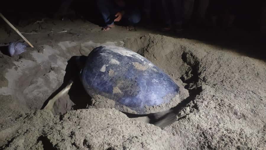 Sukamade Turtle Beach Adventure  Into East Java - Additional Stops & Local Villages