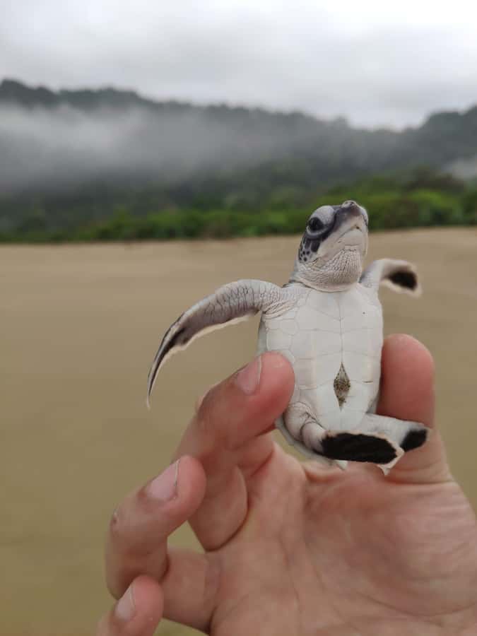 Sukamade Turtle Beach Adventure  Into East Java - Practical Tips for Your Tour