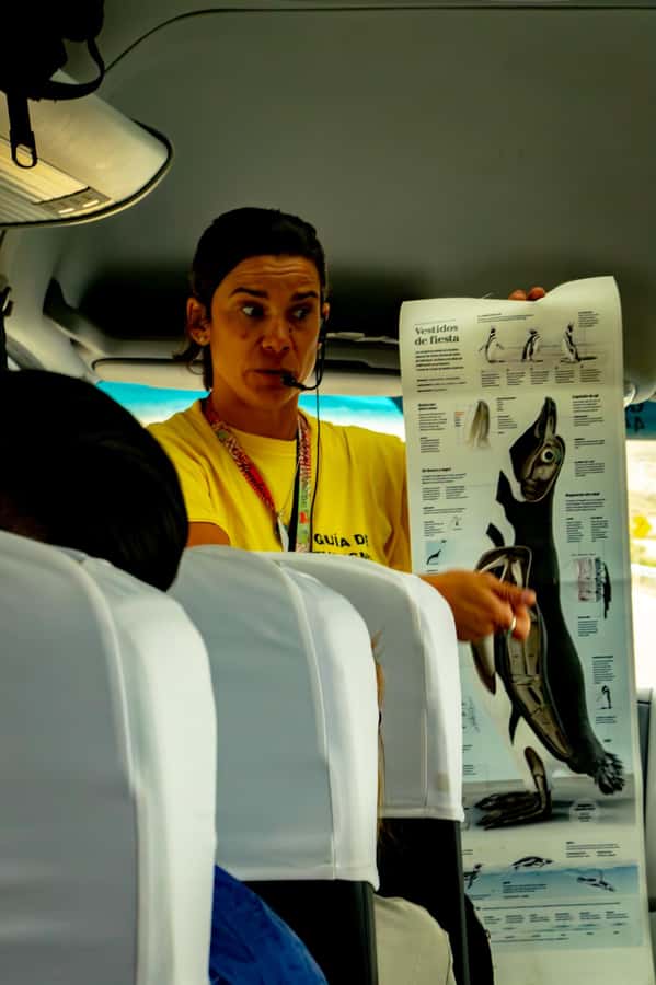 Punta Tombo Shore Excursion for Cruise Passengers Lunch+City - Who Is This Tour Best For?