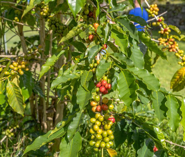 Private Shore Excursion Kona Coffee & National Historic Park - FAQ