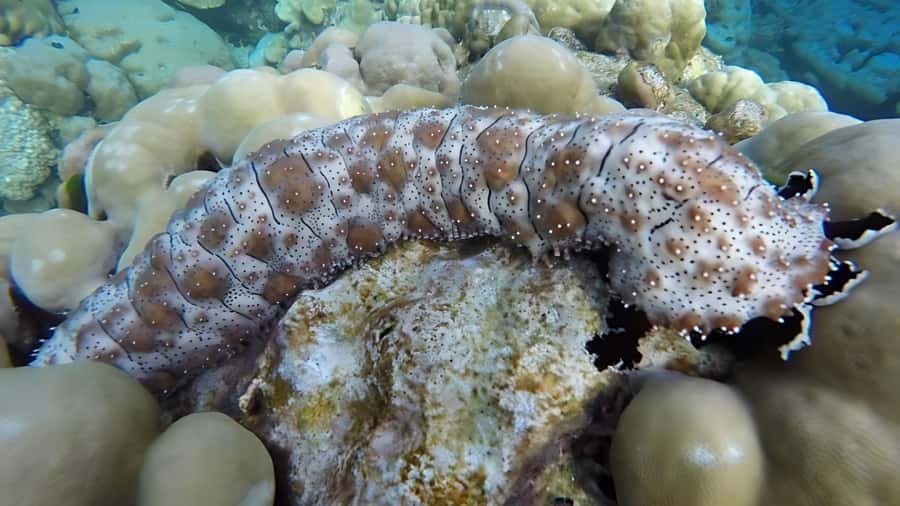 Phuket: Koh Rok and Koh Haa Islands (Queen of Andaman) - Practical Tips for a Smooth Trip