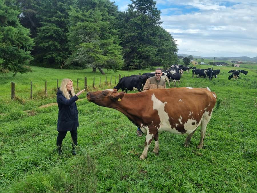 Auckland: Private Sheep & Beef Working Farm Tour - Key Points