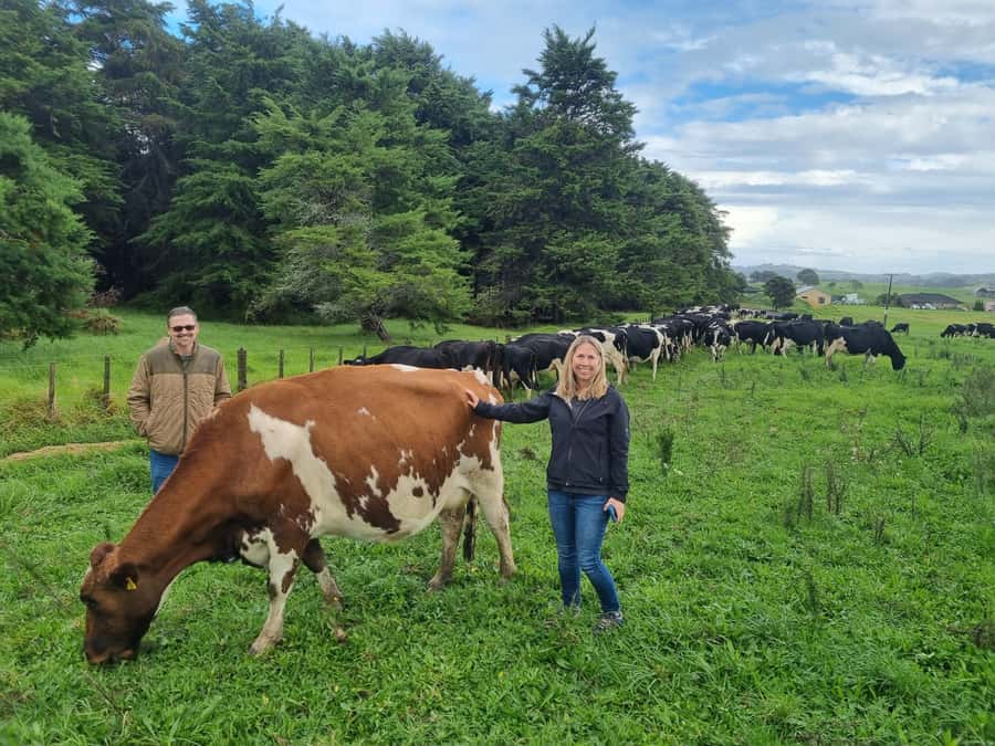 Auckland: Private Sheep & Beef Working Farm Tour - Practical Tips for Visitors