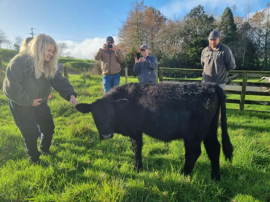 Auckland: Private Sheep & Beef Working Farm Tour - Pricing and Value