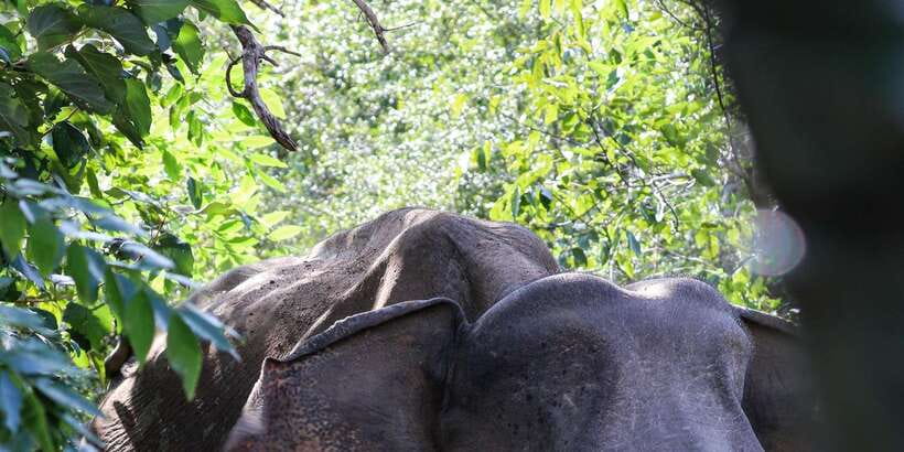 Udawalawe Safari | PRIVATE TOUR - Exploring the Udawalawe Safari Experience