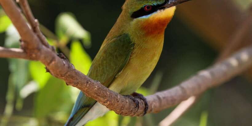 Udawalawe Safari | PRIVATE TOUR - Practical Tips for Your Safari