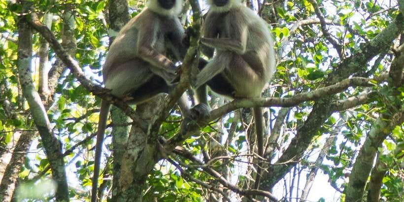 Udawalawe Safari | PRIVATE TOUR - FAQ