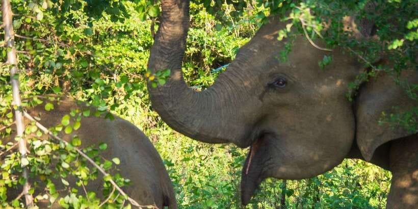 Udawalawe Safari | PRIVATE TOUR - Udawalawe Safari | PRIVATE TOUR — An Authentic Wildlife Encounter in Sri Lanka