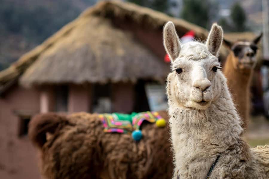 Cusco : Alpaca therapy + Creative handicrafts |Private| - Who Is This Tour For?