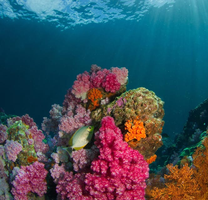 Koh Lipe: Island Hopping by Private Longtail Boat w/ Snorkel - Who Will Love This Tour?