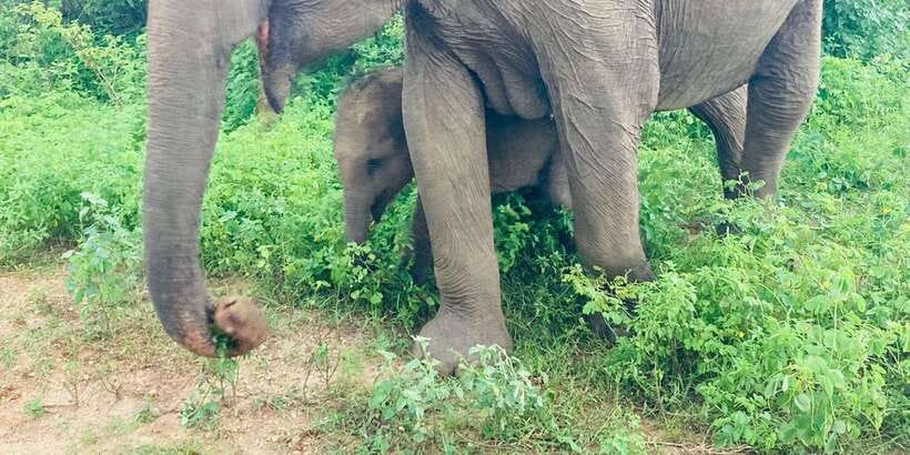 From Kandy: Sigiriya Lion Rock fortress and Village Trip - Practical Details and Tips