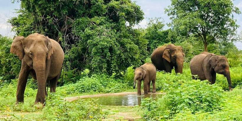 From Kandy: Sigiriya Lion Rock fortress and Village Trip - Key Points