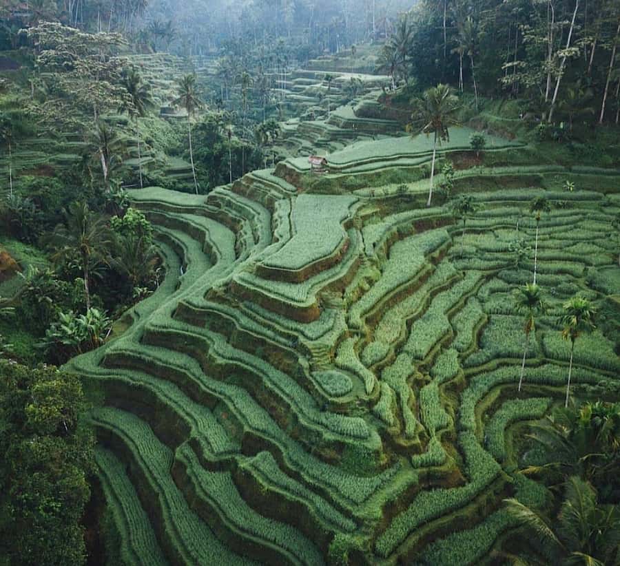 Ubud: Waterfall, Holy Water Temple,Swing&coffee plantation - An Introduction to Ubud’s Hidden Treasures