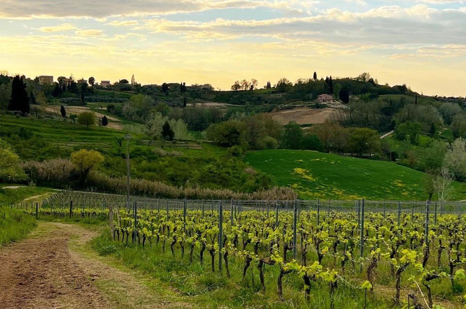 Pisa: Winery Tour and Wine Tasting with Local Food Pairing - The Practical Side