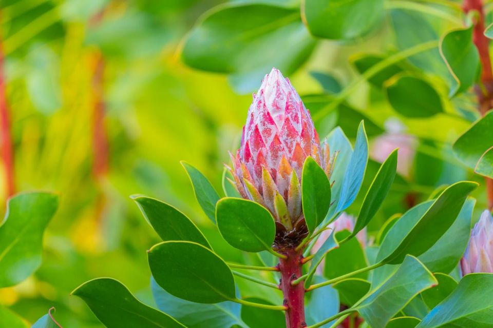 From Oahu: Best of Maui/Haleakala - Sips, Sites & Bites - Flight and Logistics: A Practical Start